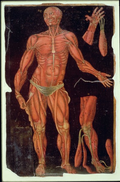 MS Hunter 364 Table VII Dissection، from Anatomical Tables، by John Banister (1540-1610) (زيت على ورق بني) بواسطة مدرسة اللغة الإنجليزية