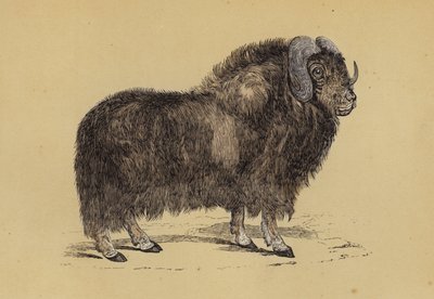 Musk Ox (colour litho) بواسطة مدرسة اللغة الإنجليزية