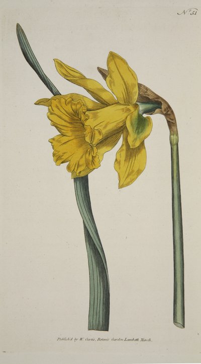 Narcissus Major (Great Daffodil) ، من The Botanical Magzaine أو Flower Garden Displayed ، حانة. 1793 (نقش ملون يدويًا) بواسطة مدرسة اللغة الإنجليزية