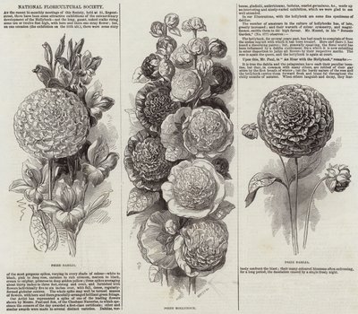 National Floricultural Society (engraving) بواسطة مدرسة اللغة الإنجليزية