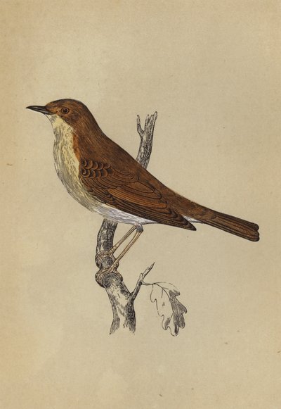 Nightingale (colour litho) بواسطة مدرسة اللغة الإنجليزية