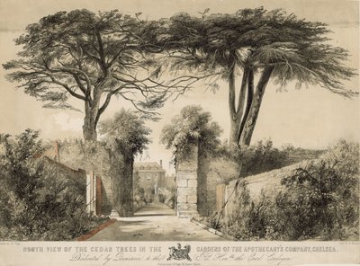 المنظر الشمالي لأشجار الأرز في حدائق شركة Apothecarys ، تشيلسي ، لندن بواسطة مدرسة اللغة الإنجليزية