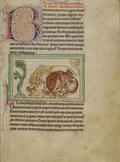 Northumberland Bestiary ، c.1250-60 (غسيل ملون وحبر على ورق) بواسطة مدرسة اللغة الإنجليزية