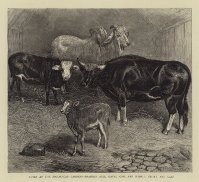 Notes at the Zoological Gardens, Brahmin Bull, Gayal Cow, and Hybrid Heifer and Calf (engraving) بواسطة مدرسة اللغة الإنجليزية