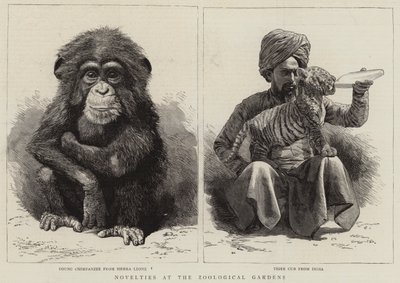 Novelties at the Zoological Gardens (engraving) بواسطة مدرسة اللغة الإنجليزية