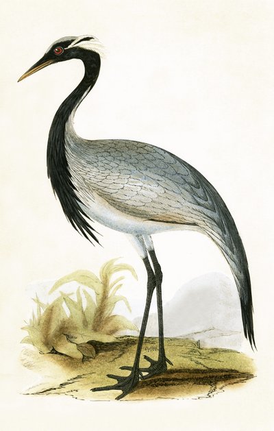 Numidian Crane ، رسم توضيحي من "تاريخ طيور أوروبا غير المرصودة في الجزر البريطانية" بقلم تشارلز روبرت بري (1811-1886) ، نشر عام 1867 بواسطة مدرسة اللغة الإنجليزية