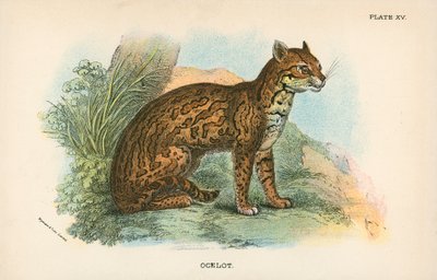 Ocelot بواسطة مدرسة اللغة الإنجليزية
