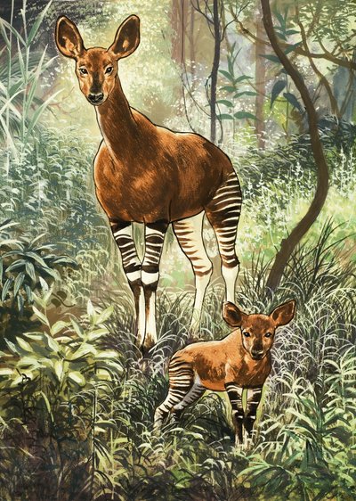 Okapis من الكونغو بواسطة مدرسة اللغة الإنجليزية