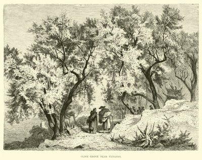 Olive Grove قرب Venafro بواسطة مدرسة اللغة الإنجليزية