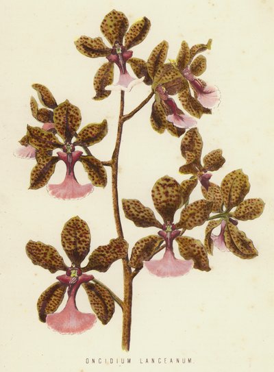 Oncidium Lanceanum (كروموليث) بواسطة مدرسة اللغة الإنجليزية