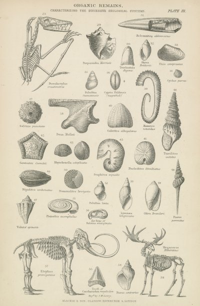 Organic remains (engraving) بواسطة مدرسة اللغة الإنجليزية