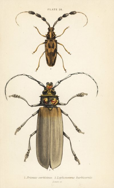 Orthomegas Cinnamomeus Prionus corticinus 1 و Batus barbicornis و Lophonocerus barbicornis 2 بواسطة مدرسة اللغة الإنجليزية
