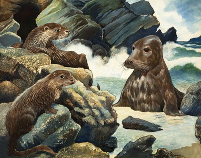 Otters و Walrus بواسطة مدرسة اللغة الإنجليزية
