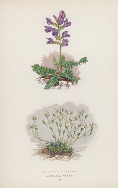 Oxytropis Pyrenaica; Arenaria Verna (colour litho) بواسطة مدرسة اللغة الإنجليزية