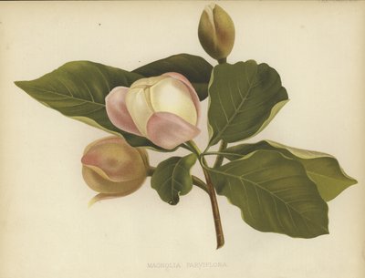 Oyama Magnolia بواسطة English School