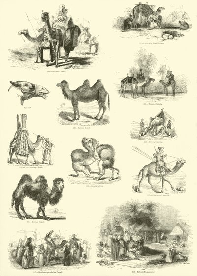 صفحة من المتحف التصويري للطبيعة المتحركة بواسطة English School