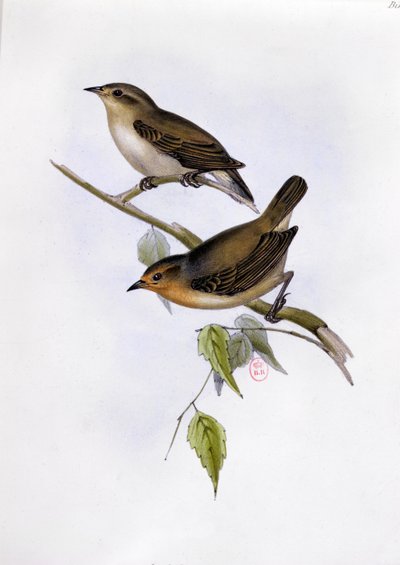 زوج من Certhidea Olivacea ، توضيح من علم الحيوان لرحلة HMS Beagle ، 1832-1836 ، بقلم تشارلز داروين (1809-92) ، 1840 بواسطة مدرسة اللغة الإنجليزية