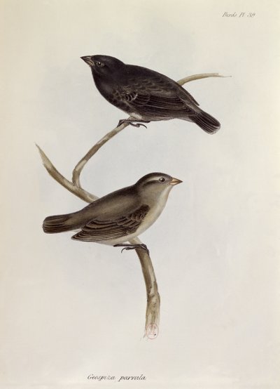زوج من Geospiza Parvula ، رسم توضيحي من علم الحيوان لرحلة HMS Beagle ، 1832-36 ، بقلم تشارلز داروين (1809-92) ، 1840 بواسطة مدرسة اللغة الإنجليزية