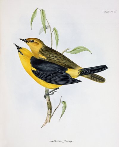 زوج من Xanthornus Flaviceps ، توضيح من علم الحيوان لرحلة HMS Beagle ، 1832-1836 ، بواسطة تشارلز داروين (1809-92) ، 1840 بواسطة مدرسة اللغة الإنجليزية