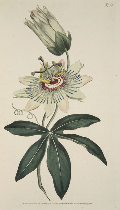 Passiflora Coerulea (زهرة العاطفة الشائعة) ، من مجلة Magzaine النباتية أو حديقة الزهور المعروضة ، حانة. 1786 (نقش ملون) بواسطة مدرسة اللغة الإنجليزية