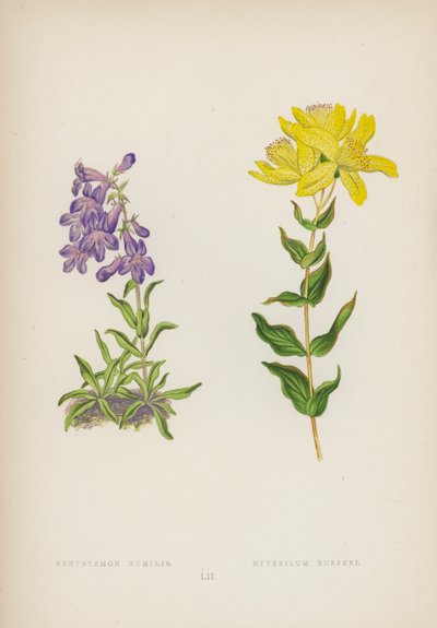 بنتستيمون هومليس Hypericum Burseri (لون ليثو) بواسطة مدرسة اللغة الإنجليزية