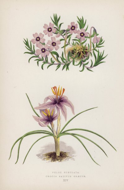 فلوكس سوبولاتا Crocus Sativus Greecus (لون ليثو) بواسطة مدرسة اللغة الإنجليزية