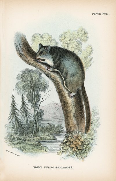 Pigmy Flying-Phalanger بواسطة مدرسة اللغة الإنجليزية