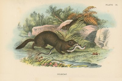 Polecat بواسطة مدرسة اللغة الإنجليزية