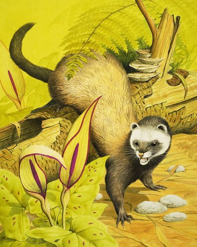 Polecat بواسطة مدرسة اللغة الإنجليزية
