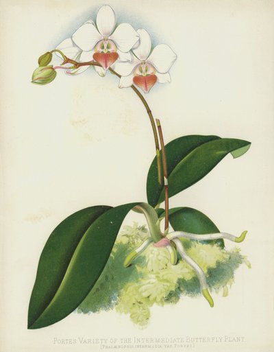 مجموعة متنوعة من نبات الفراشة الوسيطة ، Phalaenopsis Intermedia ، var Portei بواسطة مدرسة اللغة الإنجليزية