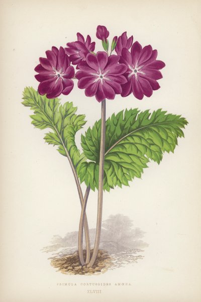 Primula Cortusoides Amoena (لون ليثو) بواسطة مدرسة اللغة الإنجليزية