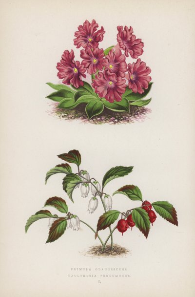بريمولا جلاوسيسينس Gaultheria Procumbens (لون ليثو) بواسطة مدرسة اللغة الإنجليزية