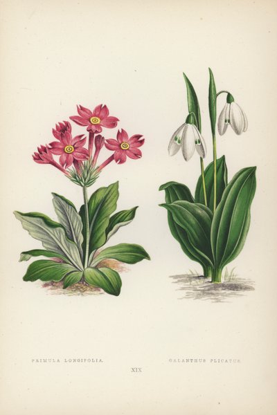 بريمولا لونجيفوليا Galanthus Plicatus (لون ليثو) بواسطة مدرسة اللغة الإنجليزية