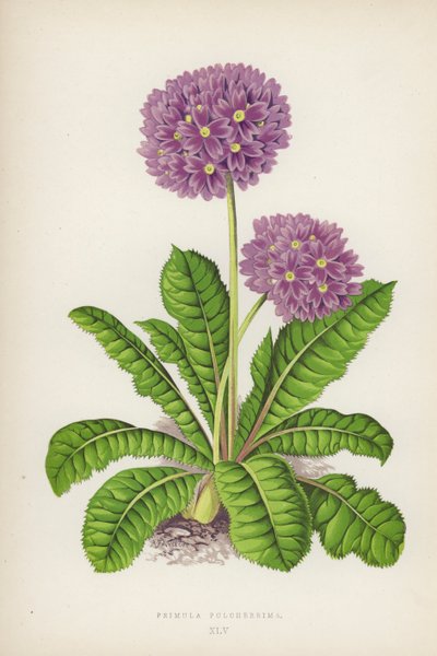 Primula Pulcherrima (colour litho) بواسطة مدرسة اللغة الإنجليزية
