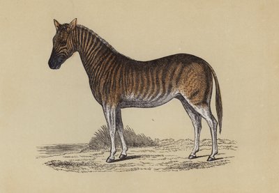 Quagga (لون ليثو) بواسطة مدرسة اللغة الإنجليزية
