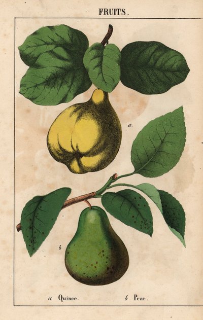 السفرجل والكمثرى  ، من "The Instructive Picturebook، or Lessons from the Vegetable World،" [شارلوت ماري يونج] ، إدنبرة بواسطة مدرسة اللغة الإنجليزية