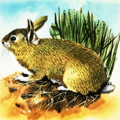 أرنب بواسطة مدرسة اللغة الإنجليزية