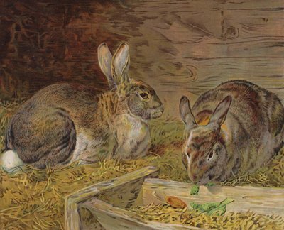 Rabbits in a barn (colour litho) بواسطة مدرسة اللغة الإنجليزية