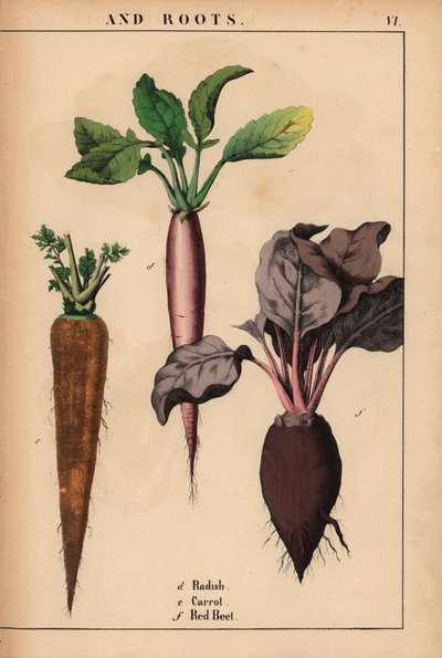الفجل والجزر والشمندر الأحمر.  ، من "The Instructive Picturebook، or Lessons from the Vegetable World،" [شارلوت ماري يونج] ، إدنبرة بواسطة مدرسة اللغة الإنجليزية