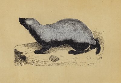 راتيل (طباعة حجرية ملونة) بواسطة مدرسة اللغة الإنجليزية