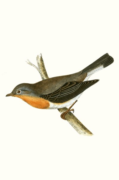 Red Breasted Flycatcher ، توضيح من "تاريخ طيور أوروبا غير المرصودة في الجزر البريطانية" بقلم تشارلز روبرت بري (1811-1886) ، نشر عام 1867 بواسطة مدرسة اللغة الإنجليزية