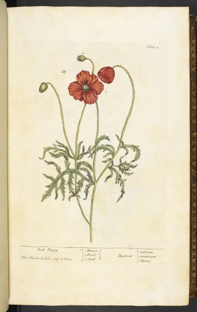 الخشخاش الأحمر ، اللوحة 2 من "A Curious Herbal ..." بواسطة إليزابيث بلاكويل بواسطة مدرسة اللغة الإنجليزية