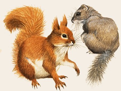 السنجاب الأحمر و Dormouse بواسطة مدرسة اللغة الإنجليزية