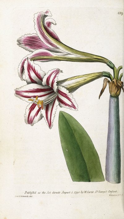 زنبق مخطط باللونين الأحمر والأبيض ، 1799-1810 بواسطة مدرسة اللغة الإنجليزية