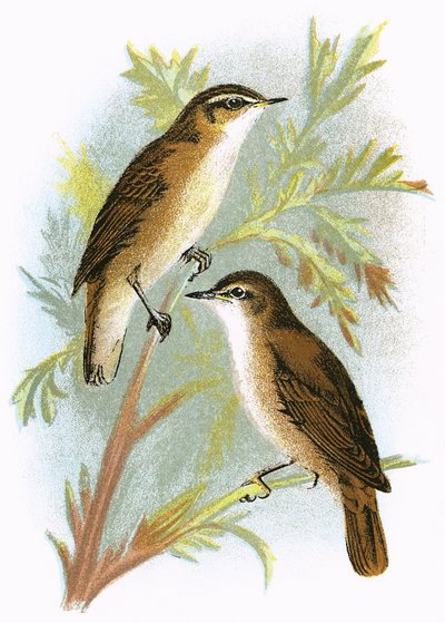Reed Warbler (الجزء السفلي) و Sedge Warbler (الجزء العلوي) بواسطة مدرسة اللغة الإنجليزية