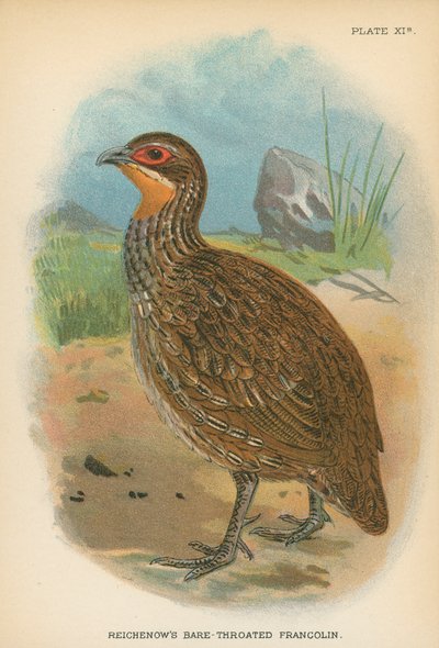 Reichenow&39;s Bare-Throated Francolin بواسطة مدرسة اللغة الإنجليزية