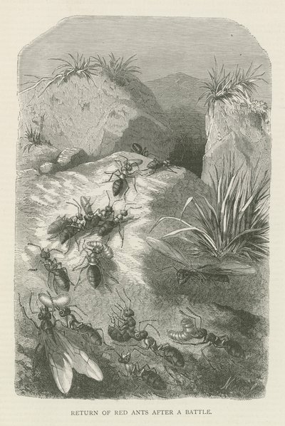 Return of red ants after a battle (engraving) بواسطة مدرسة اللغة الإنجليزية