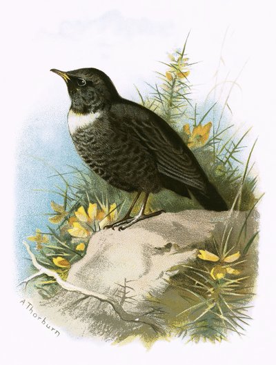 Ring Ouzel بواسطة مدرسة اللغة الإنجليزية