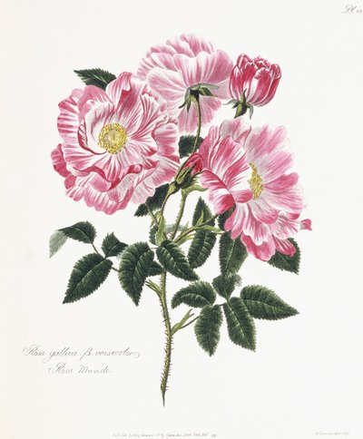 روزا جاليكا ، 1796-1799 بواسطة مدرسة اللغة الإنجليزية