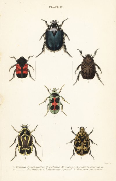 خنافس قشر الورد: Cetonia fascicularis 1 و Heterorhina macleayi 2 و Gametoides subfasciata 3 و fiddler beetle و Eupoecila australasiae 4 و Gymnetis hieroglyphica 5 و Gymnetis marmorea 6 بواسطة مدرسة اللغة الإنجليزية